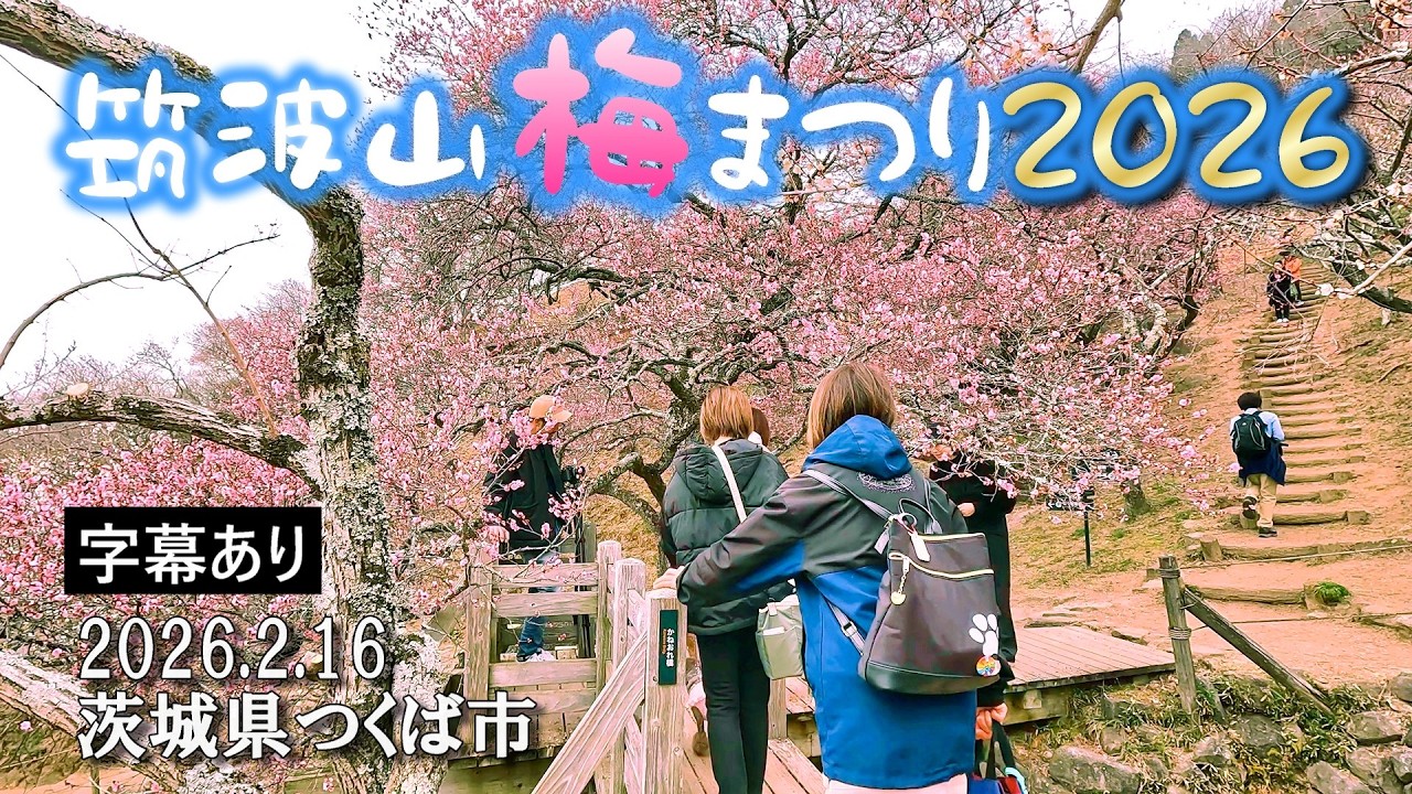 筑波山梅まつり2026 ～名峰を彩る筑波山梅林の開花状況～ Mount Tsukuba Plum Blossom Festival 2026 : 茨城県つくば市 : 4K