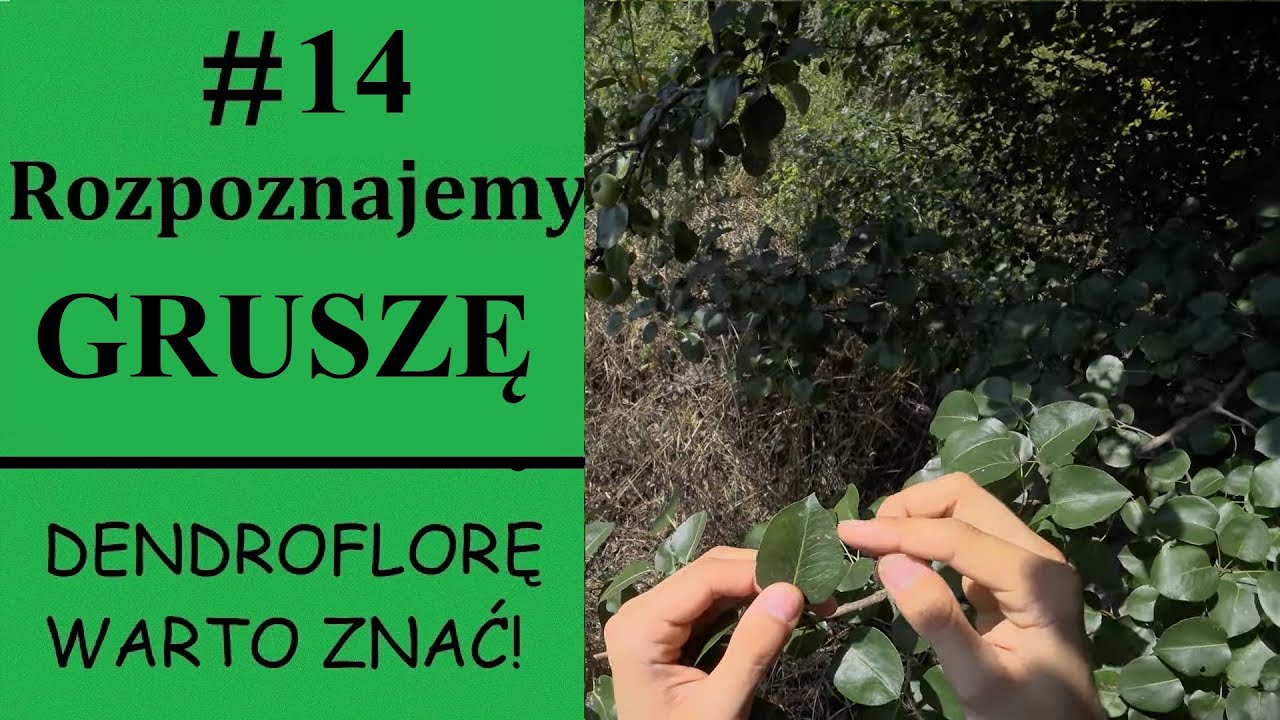 Rozpoznajemy GRUSZĘ