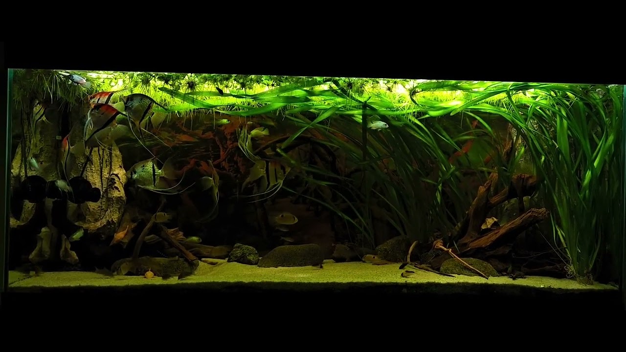 P. scalare Manacapuru & Rio Nanay, Keyhole Chiclids and Electric Blue Acara - Oct 2023