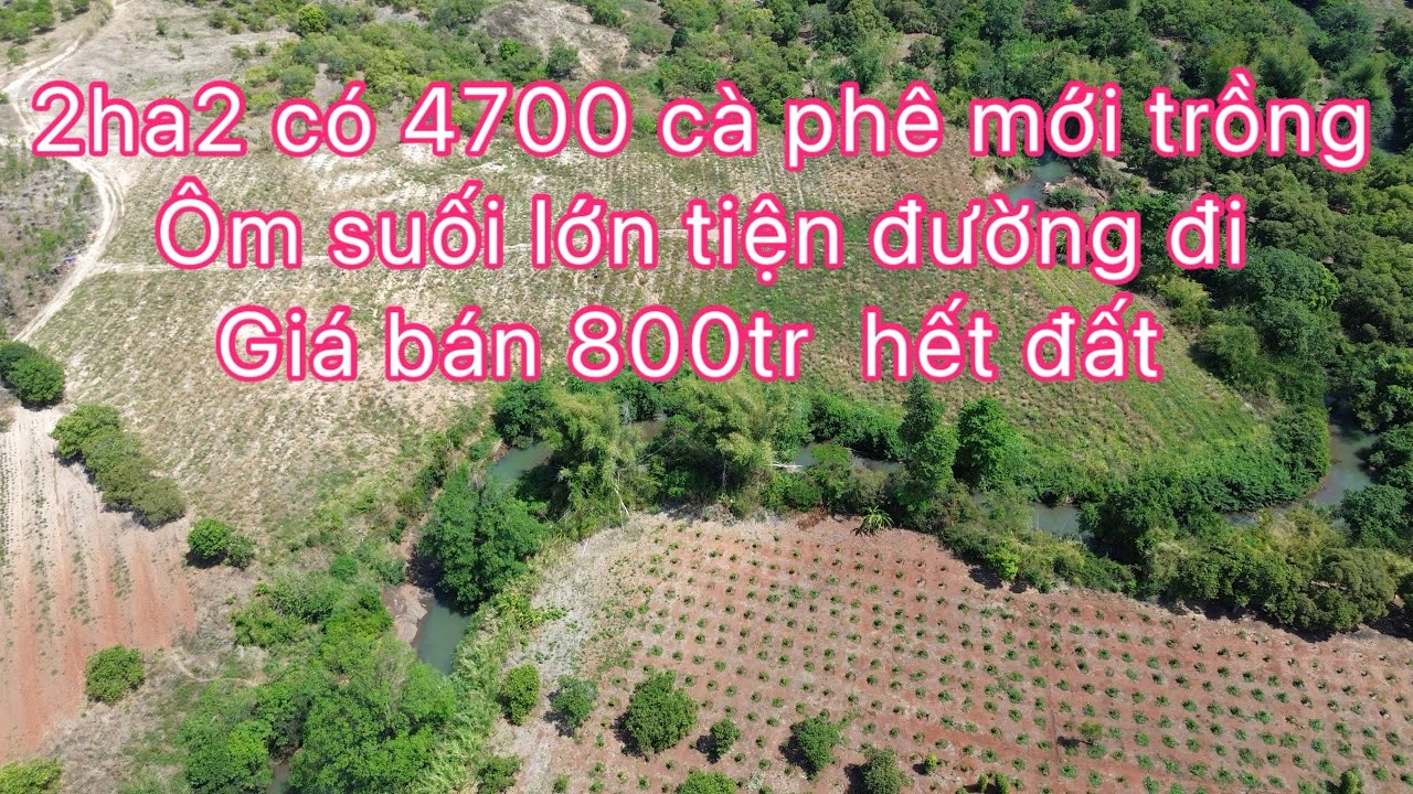 2ha2 cà phê mới trồng ôm suối lớn gần các tiện ích mua sắm đường đi thuận tiện giá rẻ
