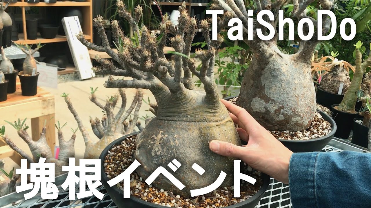 【イベント】グラキリス・パキプス多数！大正堂さんへ行ってきた 2021.5.3