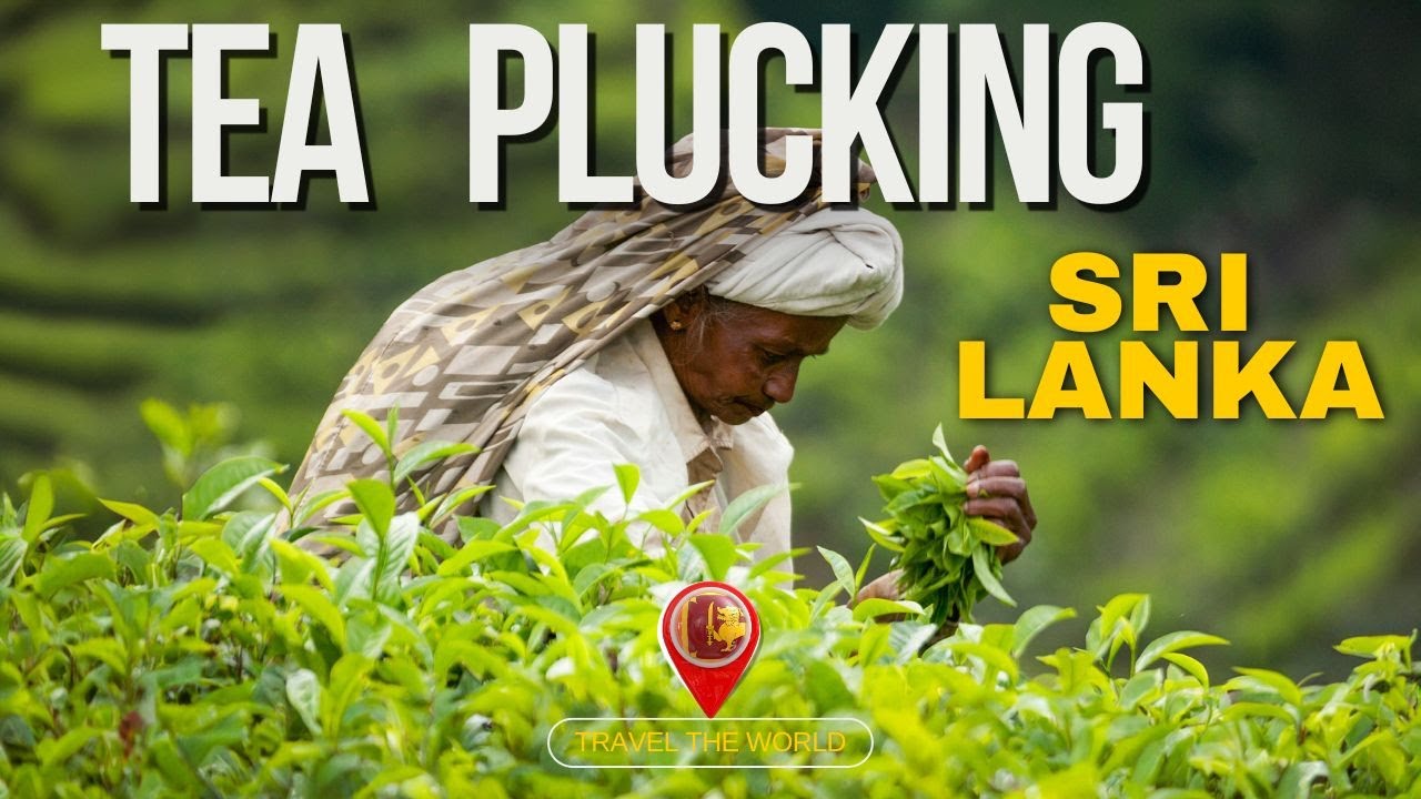 Tea Plucking in Sri Lanka