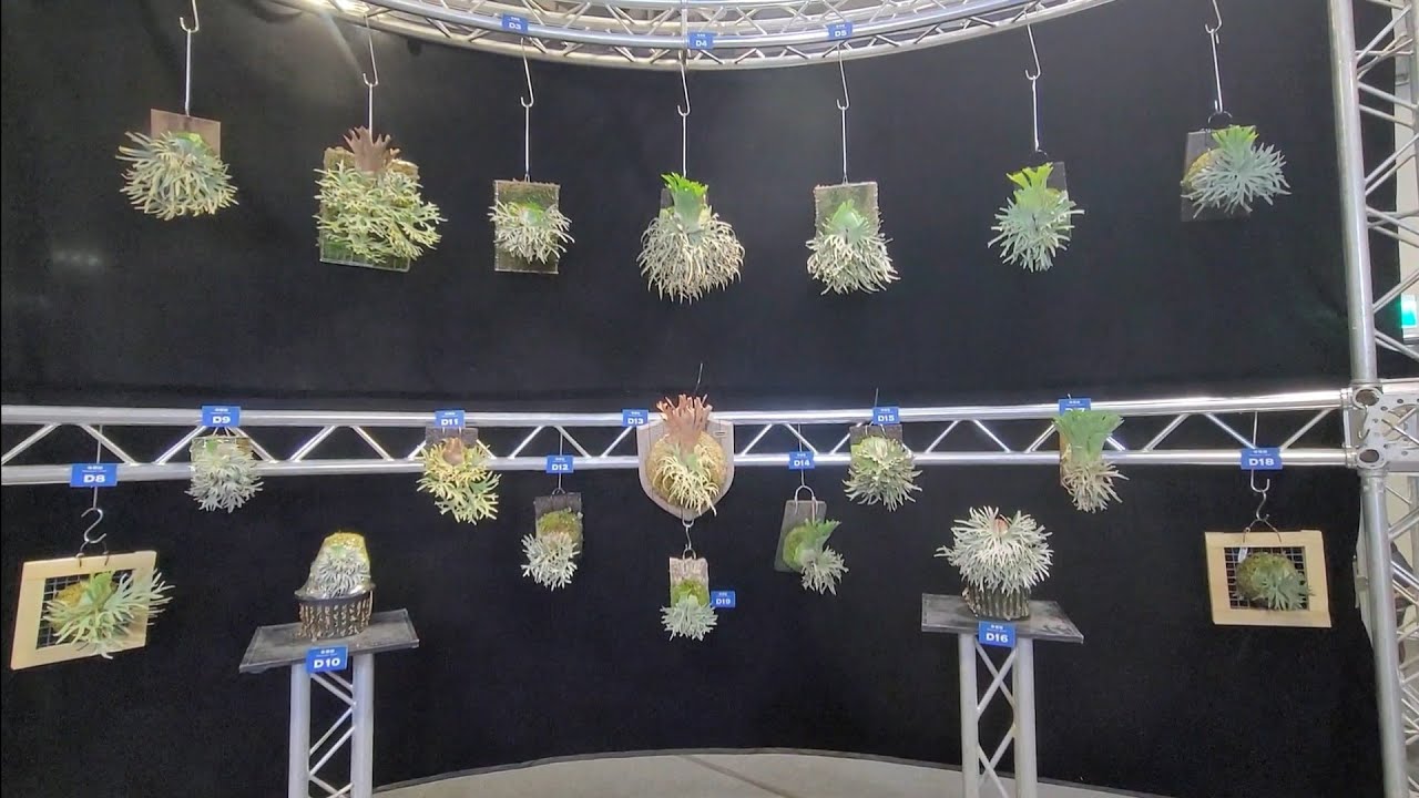 艸植感2023-台灣國際鹿角蕨大賞，TAIWAN INTERNATIONAL PLATYCERIUM COMPETITION 2023