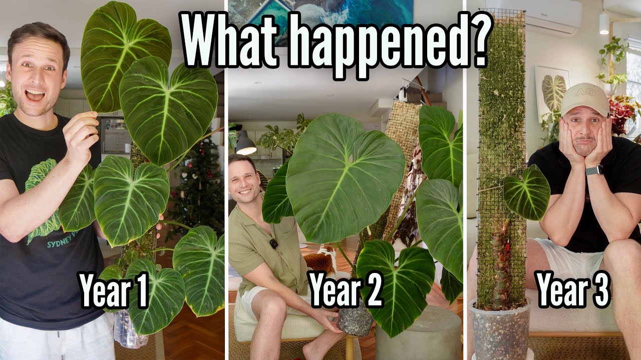 3 Years of Growing Philodendron 'El Choco Red' - and I am starting all over again