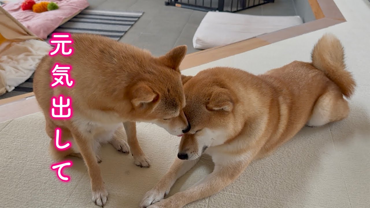ママがいなくて元気がない弟柴犬を優しく励ます姉柴犬が優しい