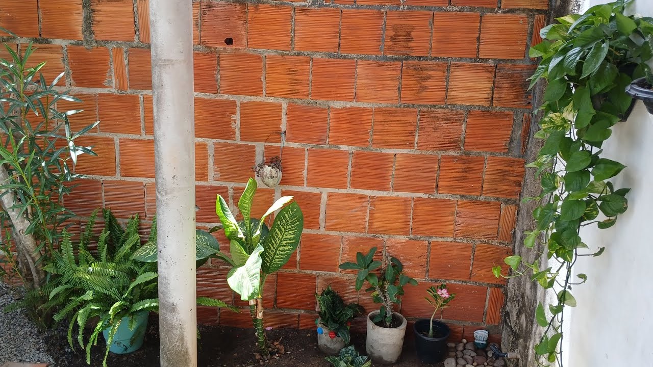Cuidando de um cantinho verde #plantas#amoràsplantas
