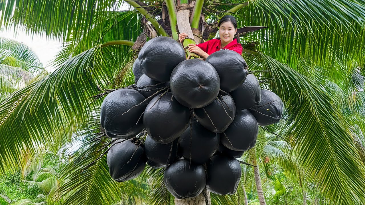 Full Video : Harvesting 1000+ Black Coconuts 🌴 From Countryside Farm 4K