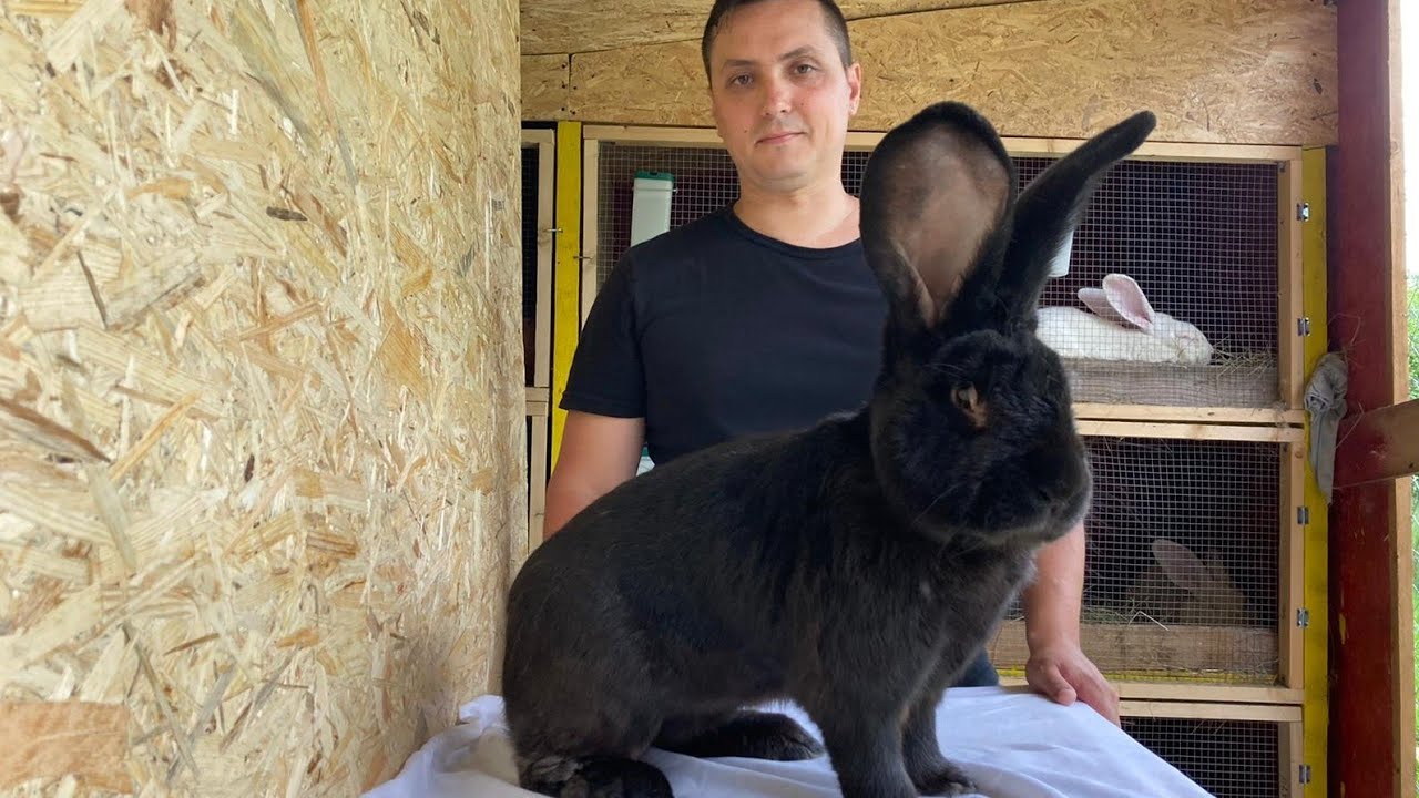 Alin Margau - Iepuri Urias German Negru -Lapins-kroliki.