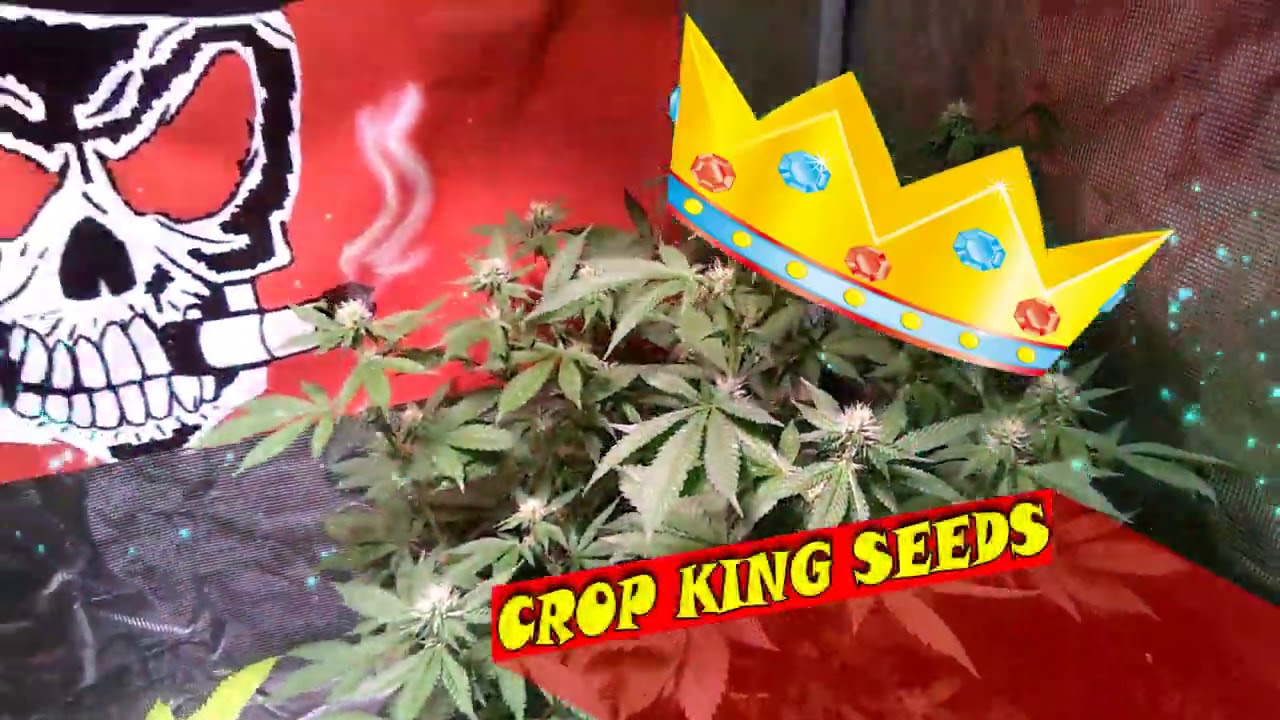 Tripz 88 A New Look at T'ripz Suite Leaf Medicinal Garden Update with Tripz 88 and TNB Naturals #tnb