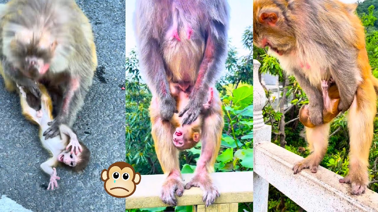 The mother monkey struggled to wean her baby monkey, but the baby monkey refused and cried loudly.