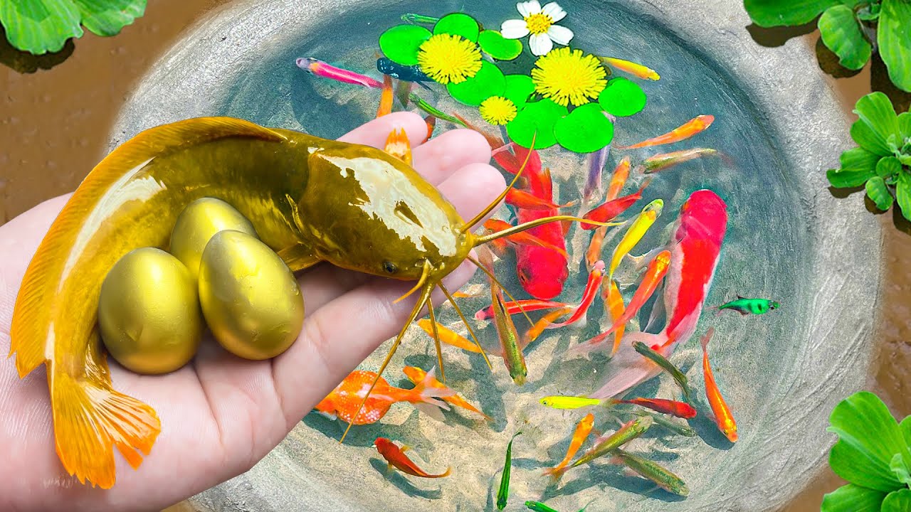 Catch Catfish, Banana Fish In Surprise Eggs, Cow Fish, Striped Horse Fish, Koi Fish | Video Fishing