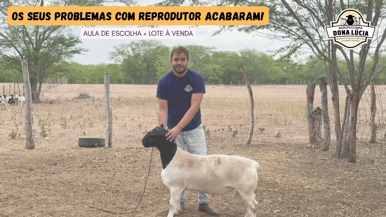 OS SEUS PROBLEMAS COM REPRODUTOR ACABARAM: Guia de Escolha + Lote Dorper à Venda