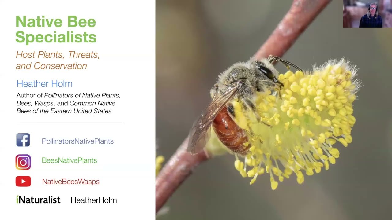 Native bee specialists, plant hosts, threats and conservation, Heather Holm, Biologist and Author