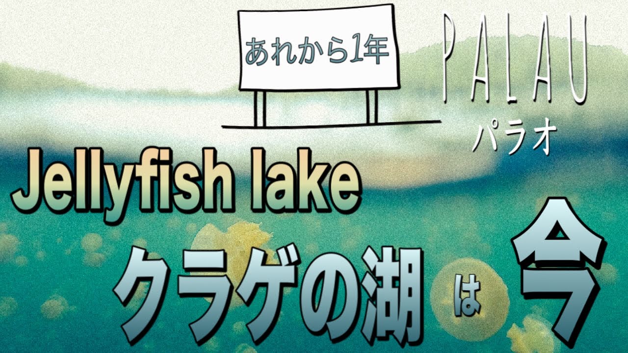 パラオ　クラゲの湖　いま