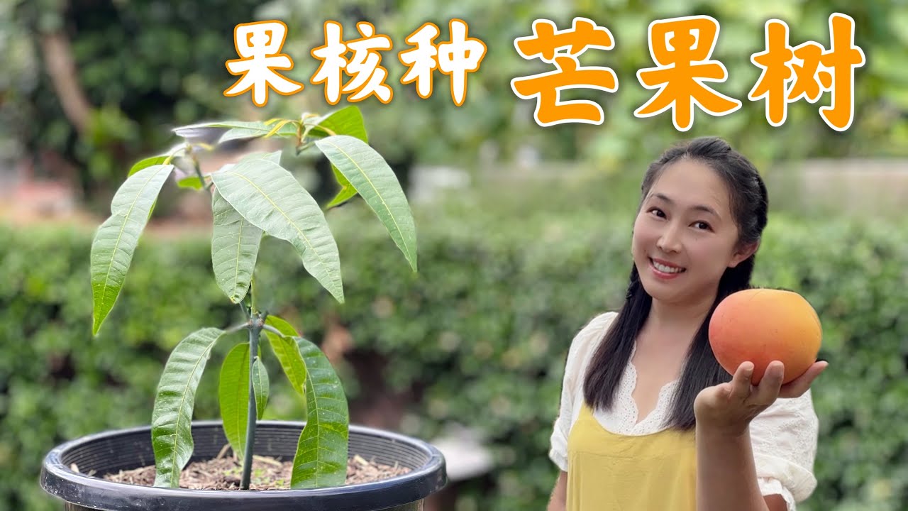 【种植66】吃完了芒果，果核不要扔，用果核种芒果树盆栽 Grow a mango tree from seed