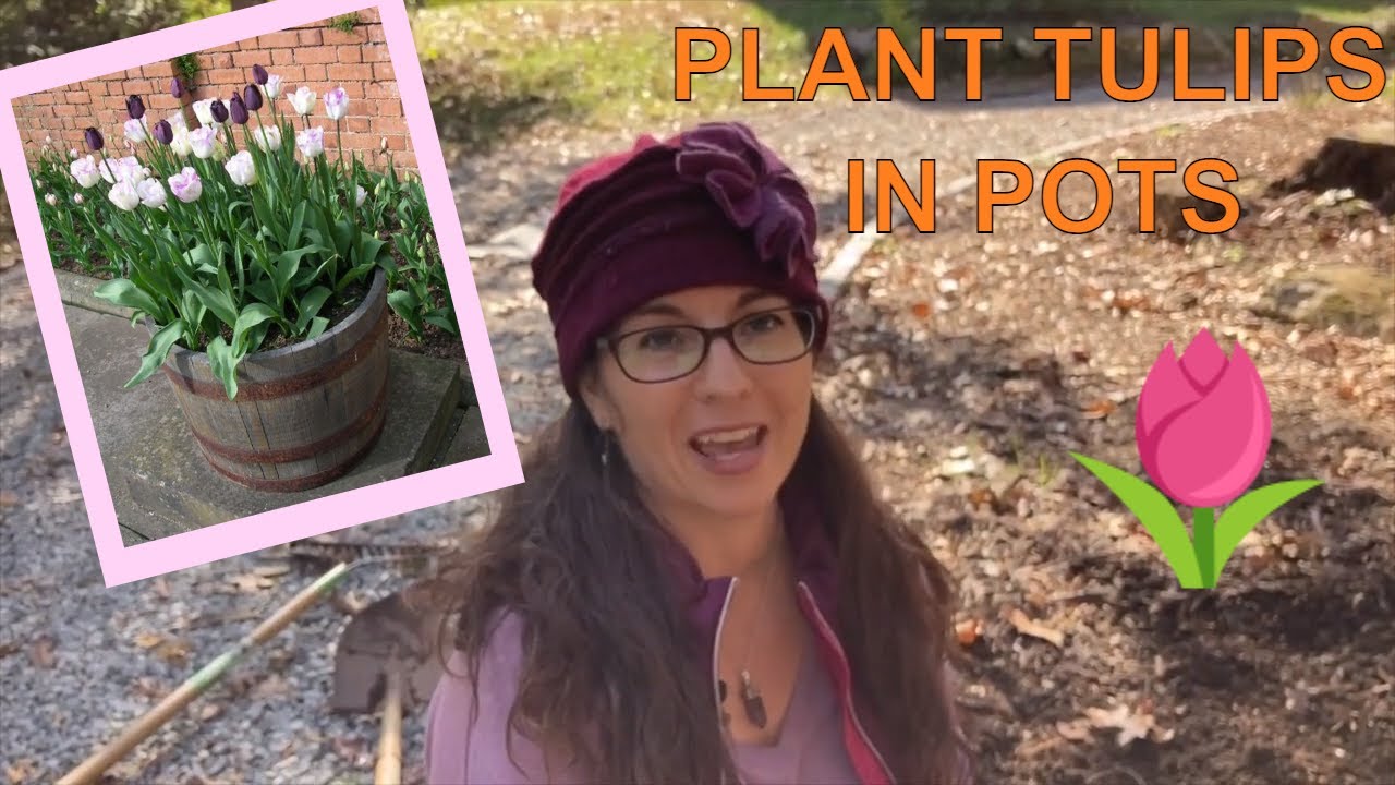 Planting Tulips In Pots | Wicked Tulips