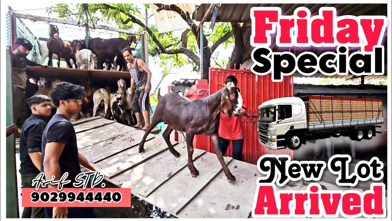 Qurbani ke Bakre Aagaye at STAR Goats Farm Asif STD 9029944440 Mumbra Mumbai Maharashtra