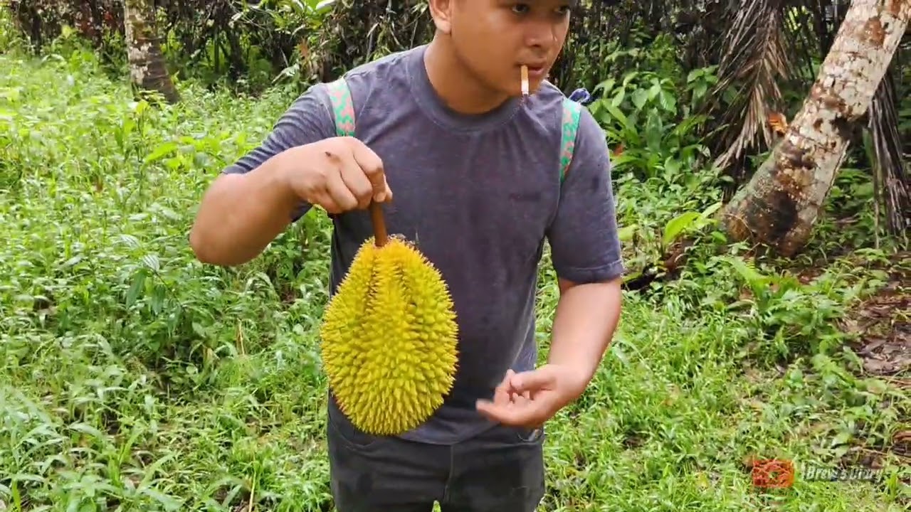 Rezeki Musim Durian Sudah Kembali 