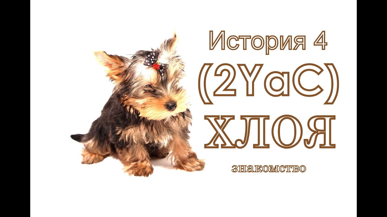 Два йорка не считая кота. Хлоя-знакомство.Two Yorks not counting the cat. Chloe-Dating.