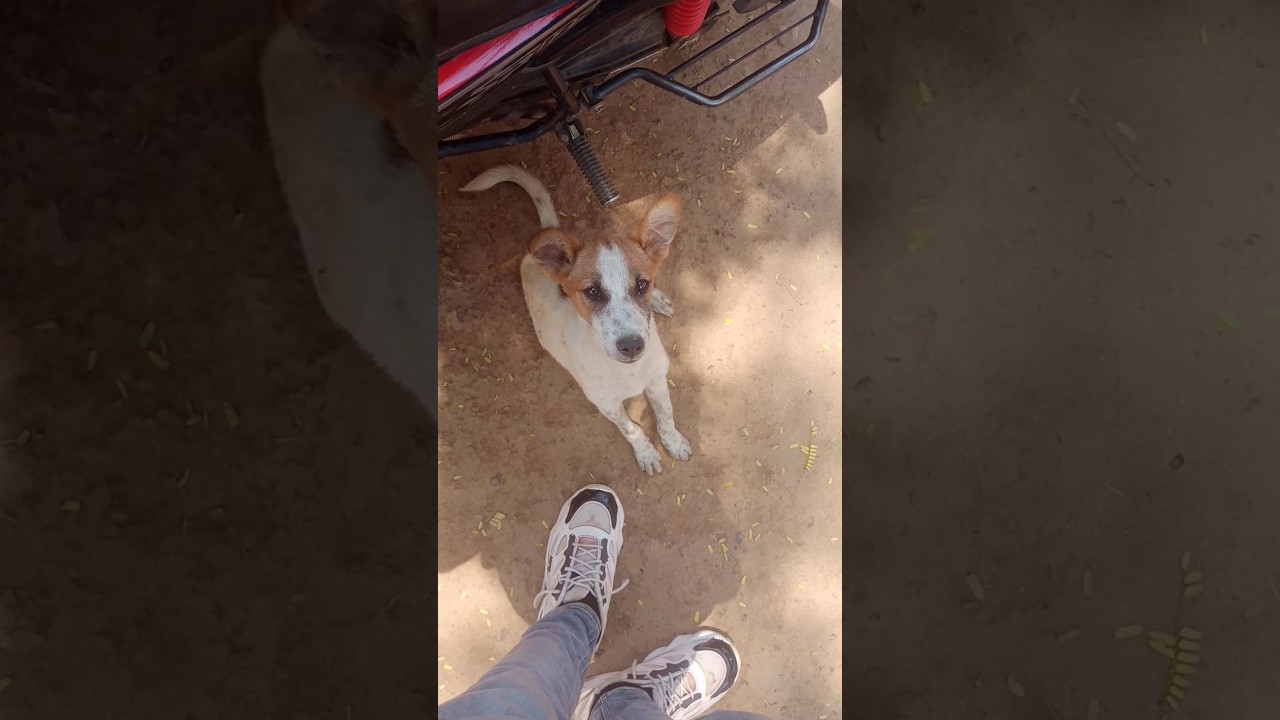 Gaon Ka Deshi Kutta 🐕 | Loyal Village Dog Story | Desi Dog Vlog @mrdky