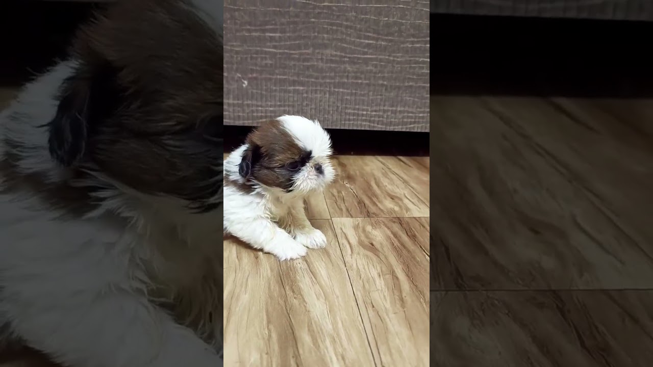 Shih Tzu puppy crying#shorts #short #viral #trending #youtubeshorts #puppy