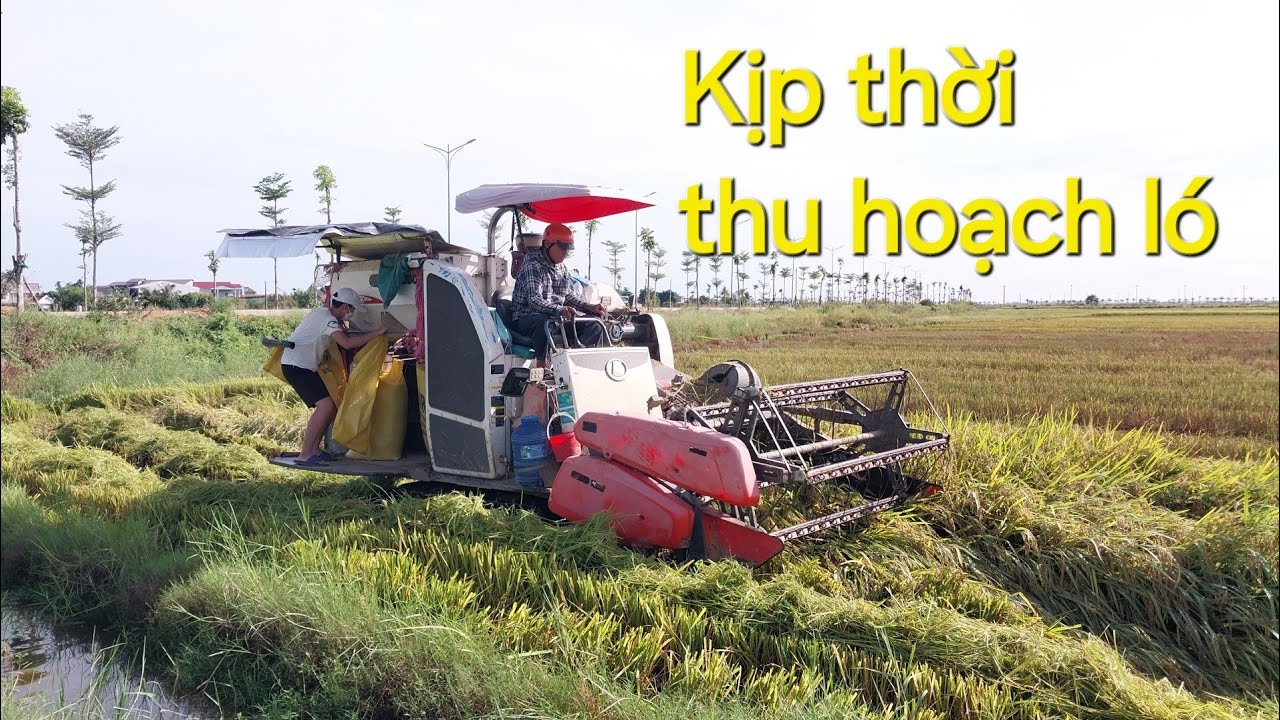 Kịp thời thu hoạch lúa trước thời điểm mưa bão. Trồng khoảng nửa sào, được mấy bao lúa hè?