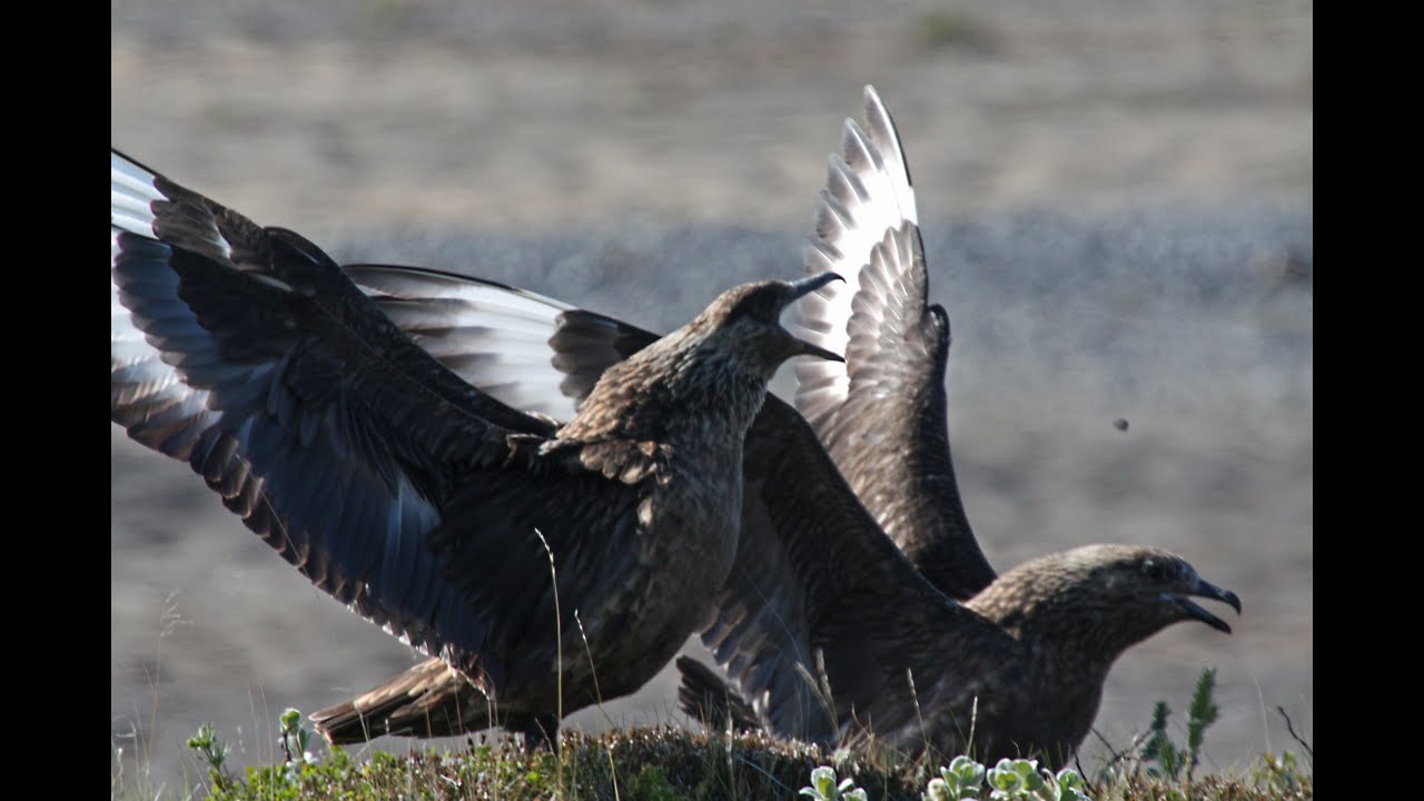Birds of Iceland