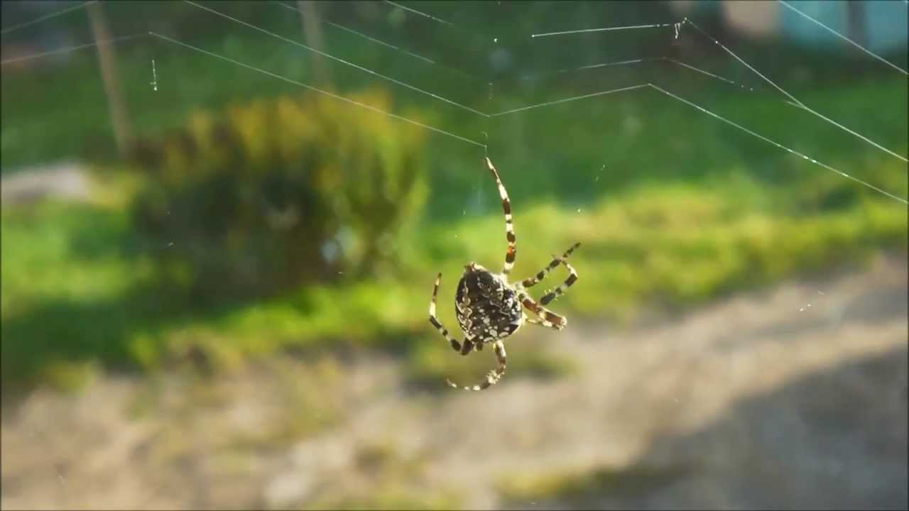 Паук-крестовик Araneus diadematus