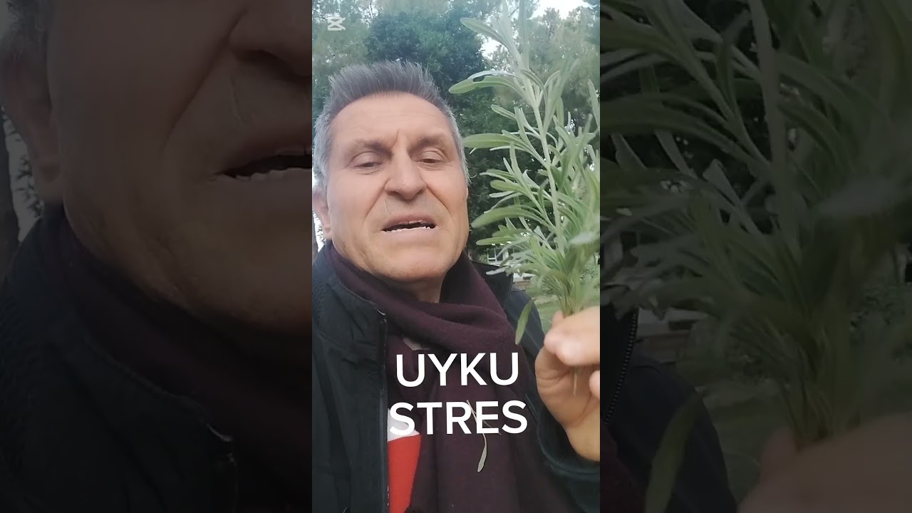 Lavanta faydası Lavantanın faydaları