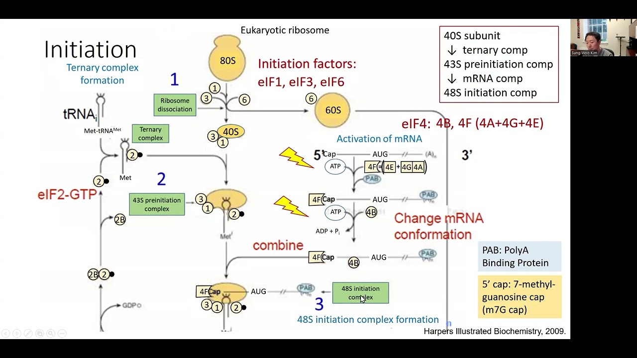 Translation initiation