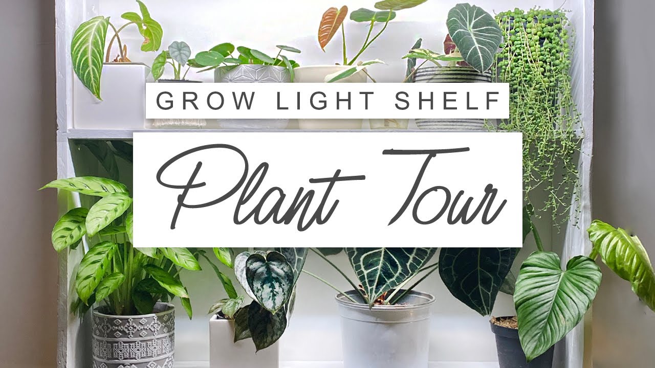 Setting Up My New Plant Shelf 🌱 House Plant Tour 🌿 MOTHER Plant Spectrum Grow Lights!