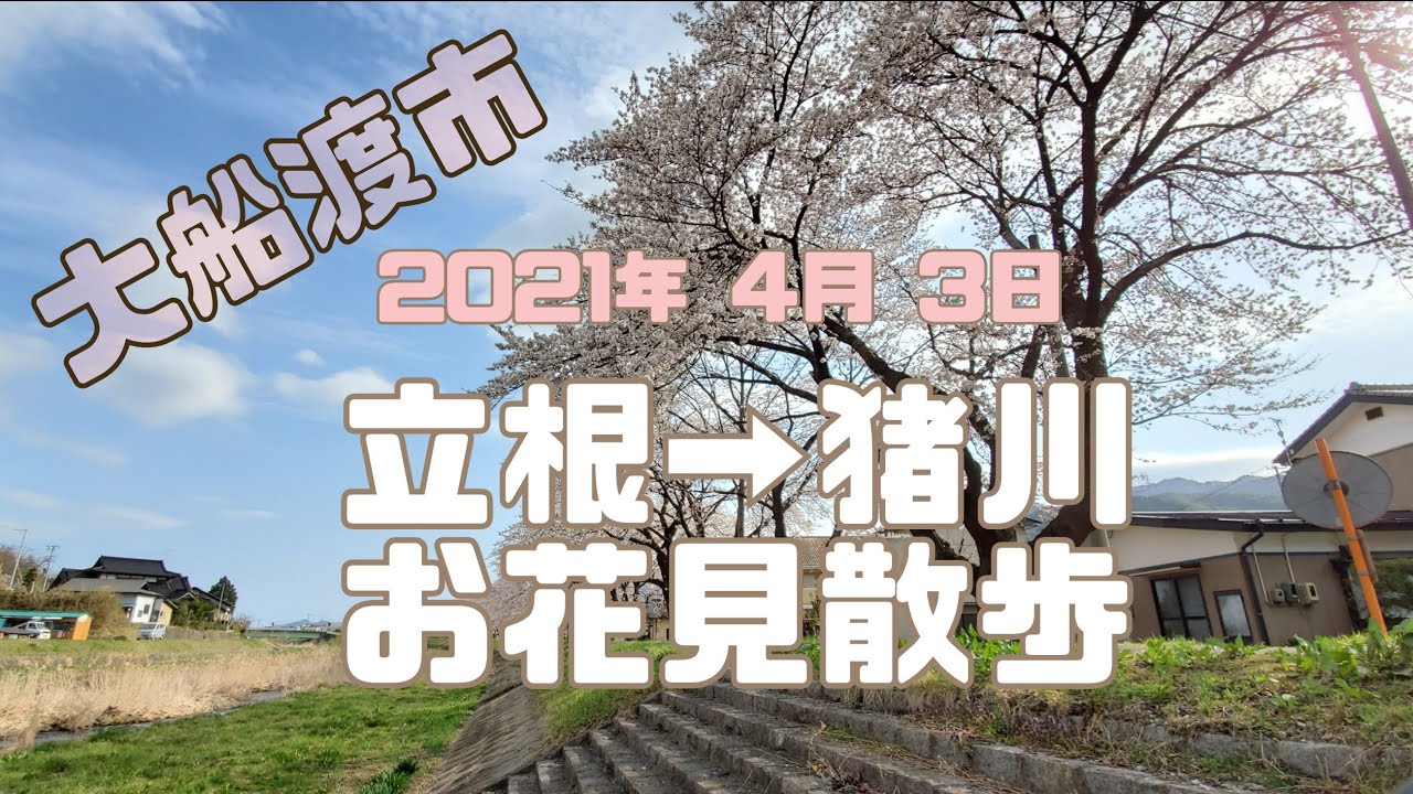 大船渡市 お花見散歩 【立根→猪川】