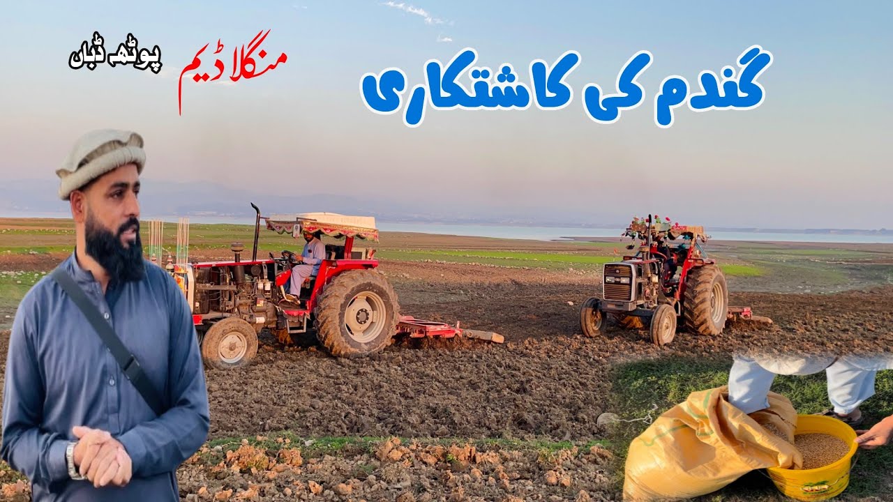 گندم کی کاشتکاری | منگلا ڈیم پوٹھہ ڈباں | زمینداری | Family Vlogs | Yasir Official |