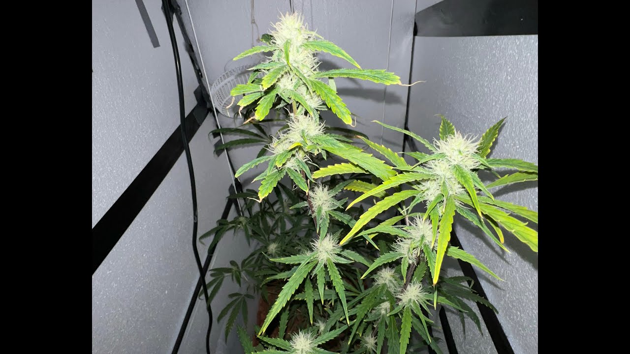 Using Aquaponics to Grow Marijuana DIY
