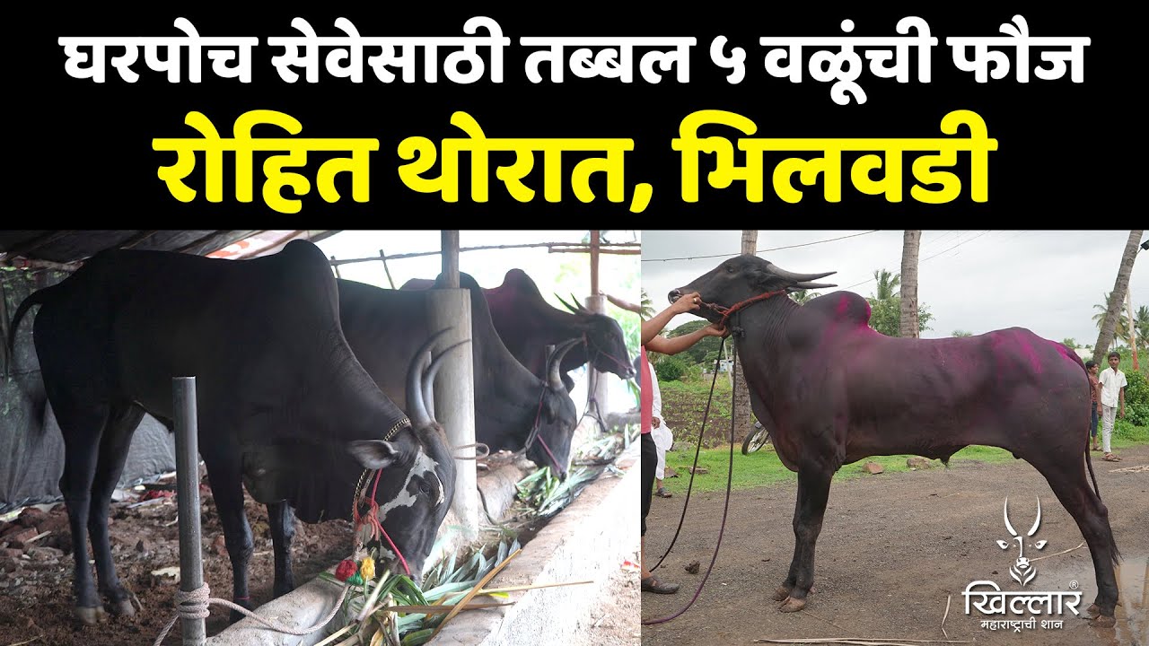२००/३०० किलोमीटर घरपोच सेवेसाठी तब्बल ५ वळूंची फौज - रोहित थोरात | Khillar Maharashtrachi Shaan 2025