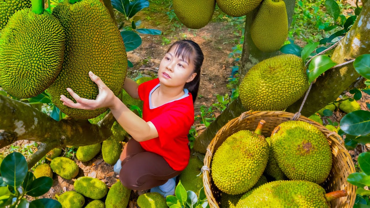 Use 3-Wheeled Vehicle to Harvest 1000+ kg Giant Jackfruits Goes to Market Sell | Phuong Harvest Life