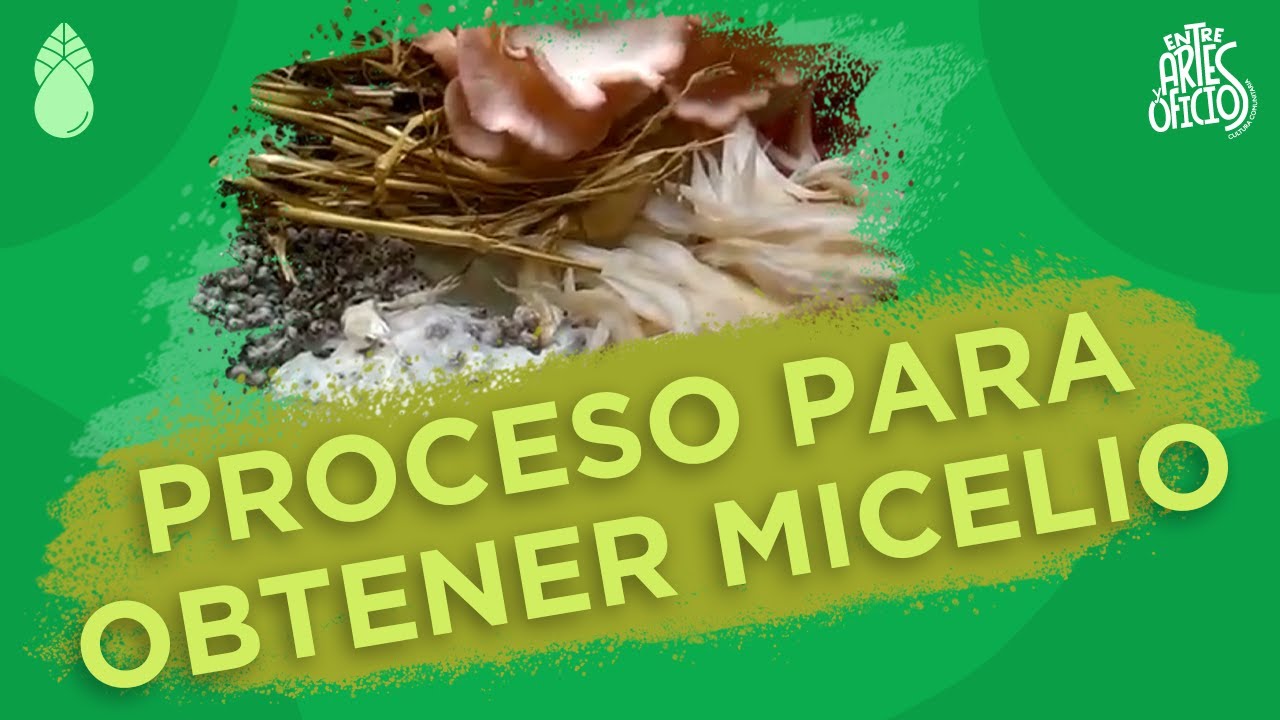 Proceso para obtener micelio