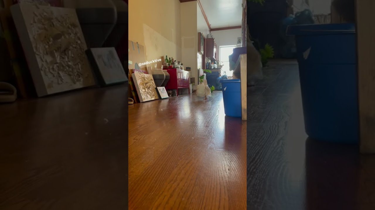 The sound of cheese feet running - duck