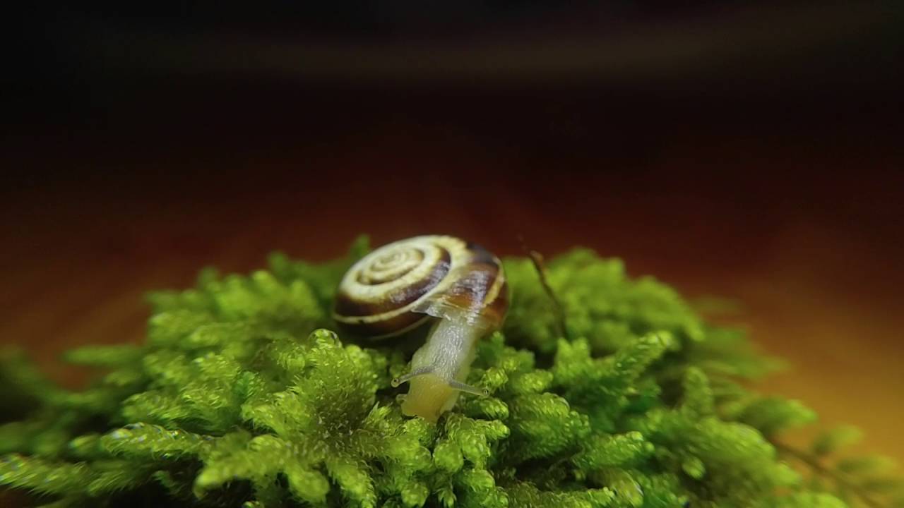 how a snail wakes up from dew