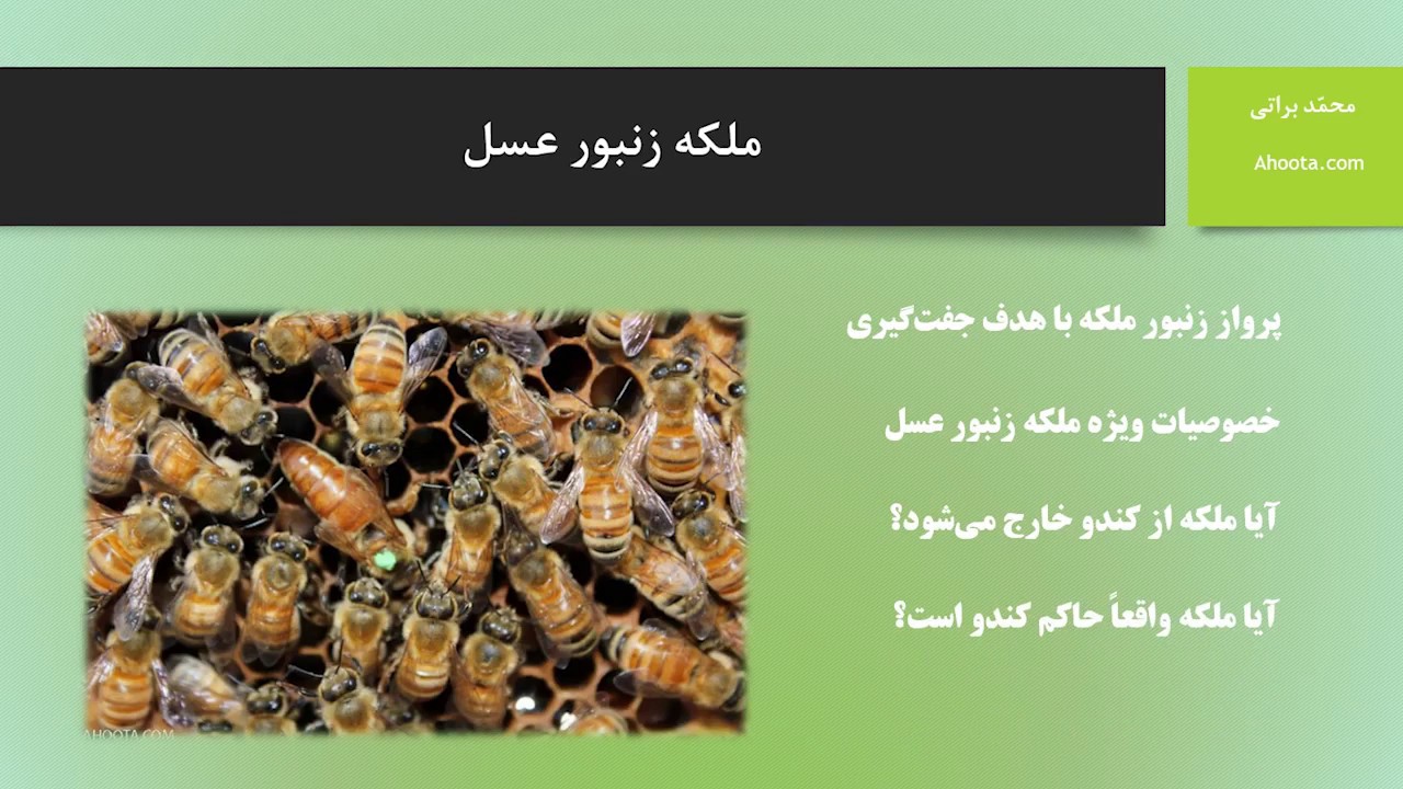 معرفی کامل ملکه زنبور عسل