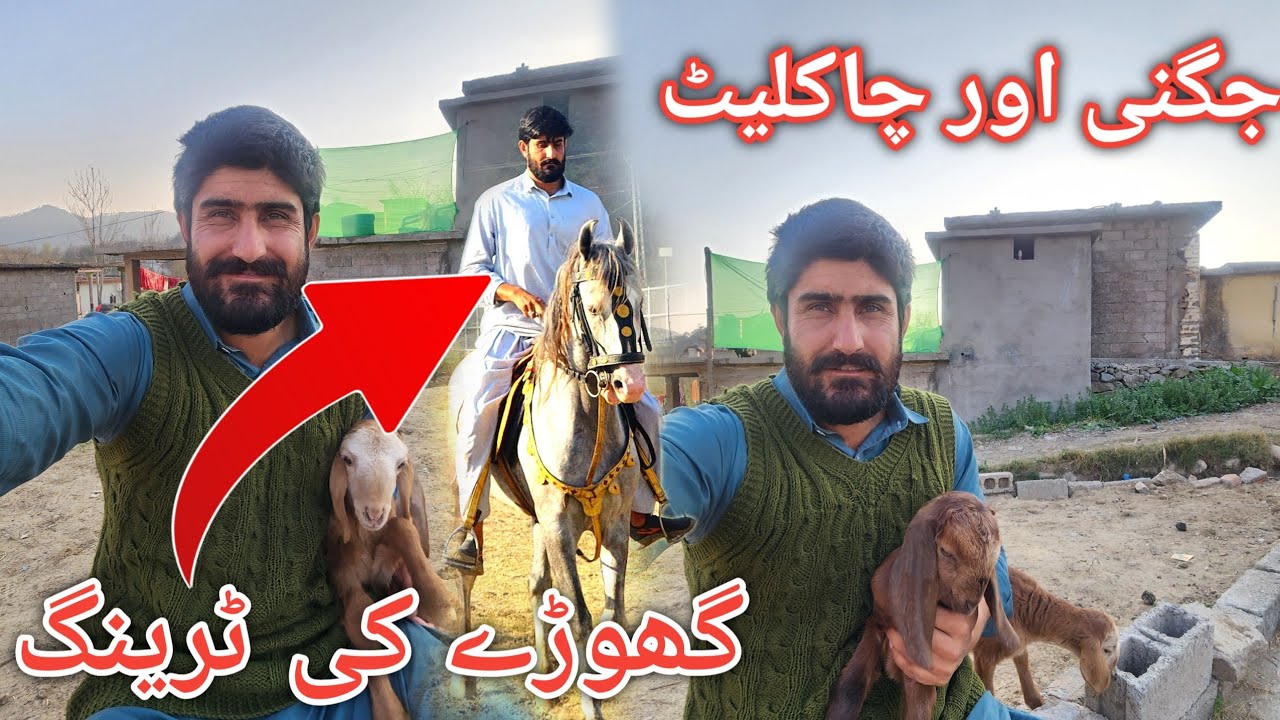 Training of my new horse || Newly born kids of my goat #villagelife 