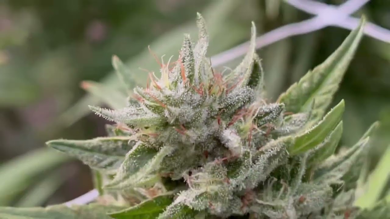 outdoor weed grow in-house genetics choptober