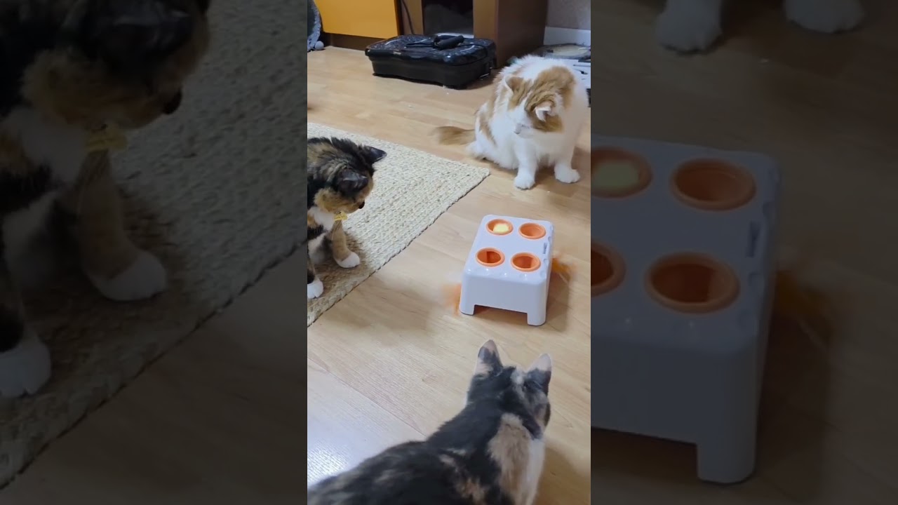 Новая игрушка котодеткам)) 