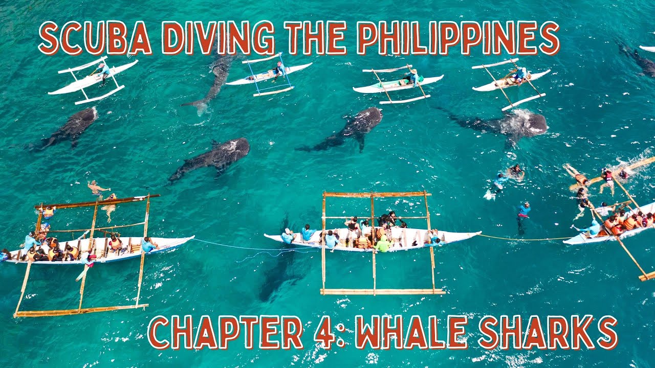 Scuba Diving The Philippines - Chapter 4: Snorkeling & Diving with Whale Sharks - Oslob