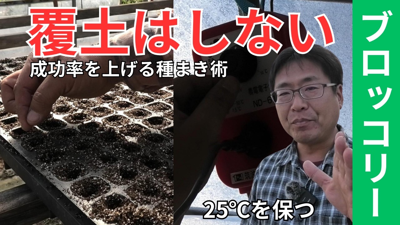 ブロッコリーの種まき。「覆土」をしない驚きの理由と温度管理の極意。（2026.2.16）