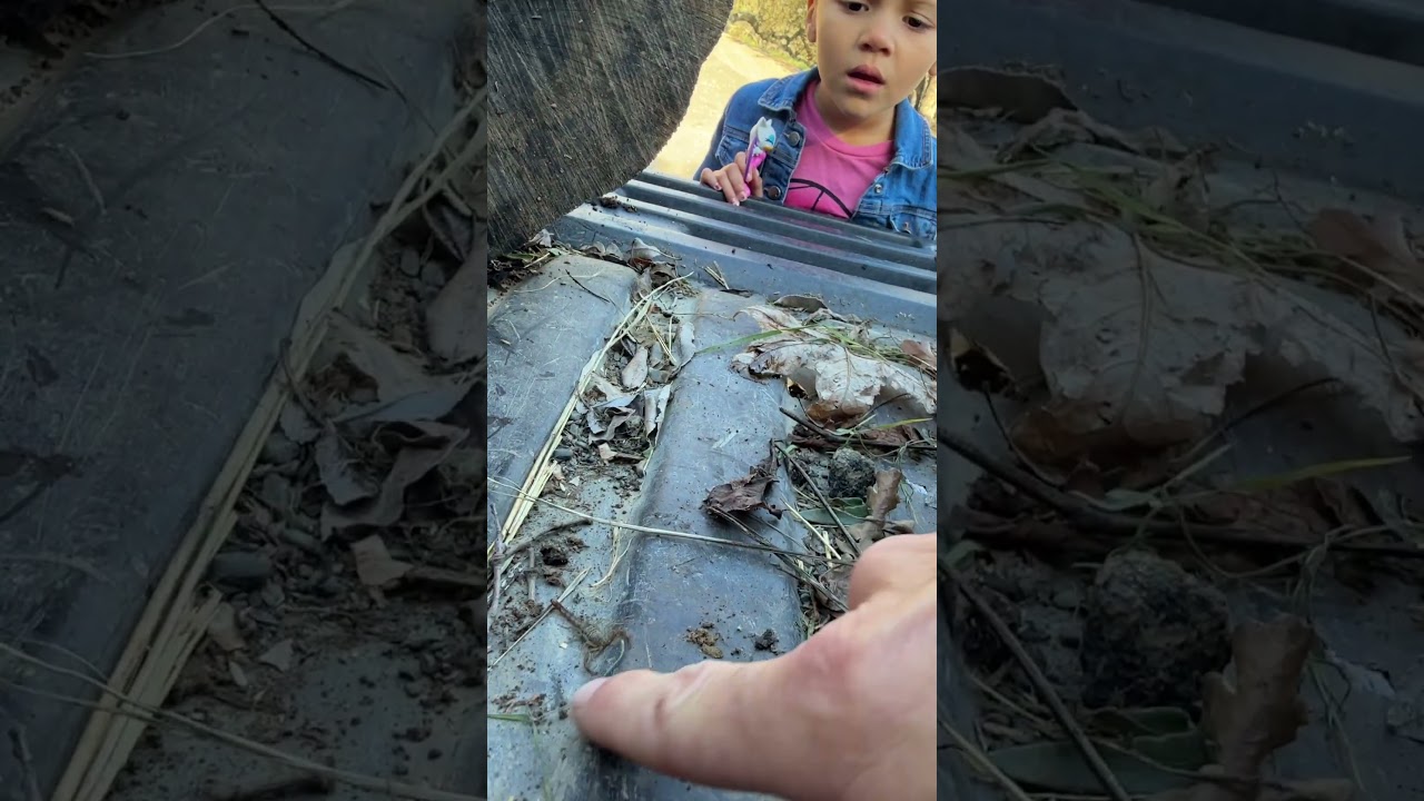 Sawfinger Scorpion Shenanigans, Mt. Diablo CA. 