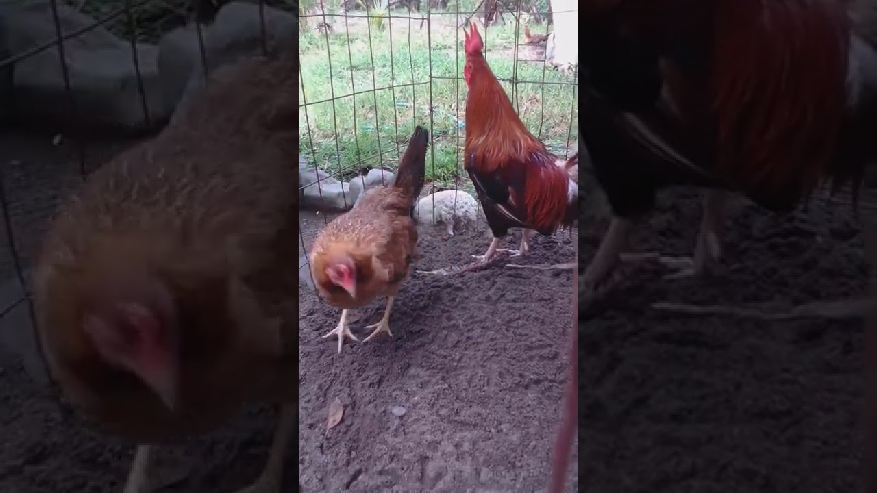 cómo seleccionar gallinas pa la cria