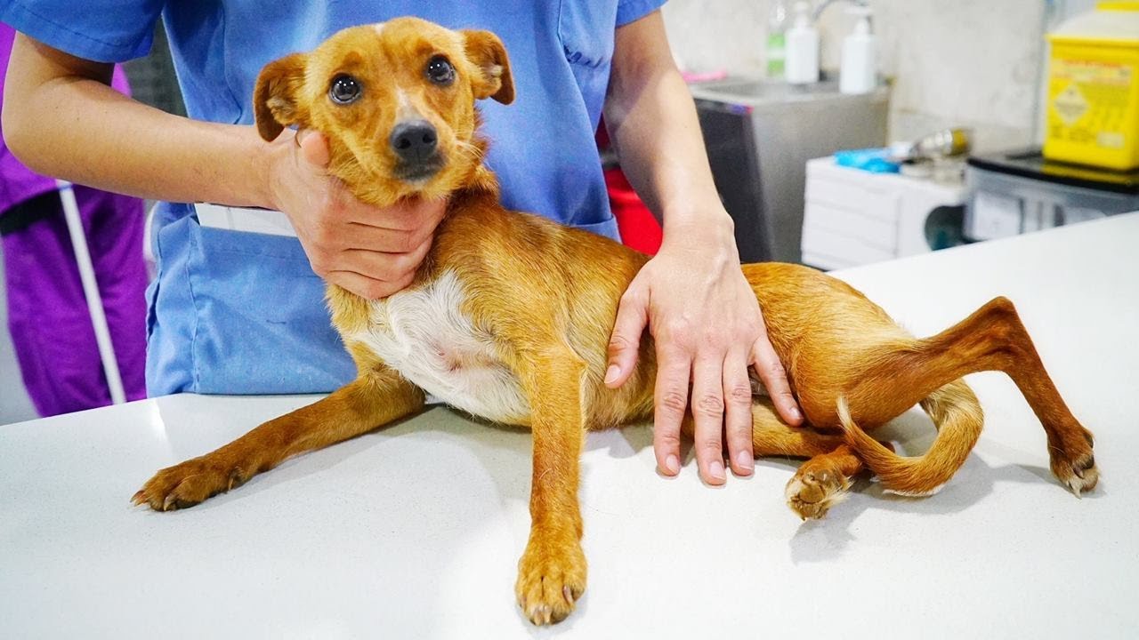 Tiny dog with twisted leg abandoned and alone! AMAZING HEARTWARMING RESCUE!