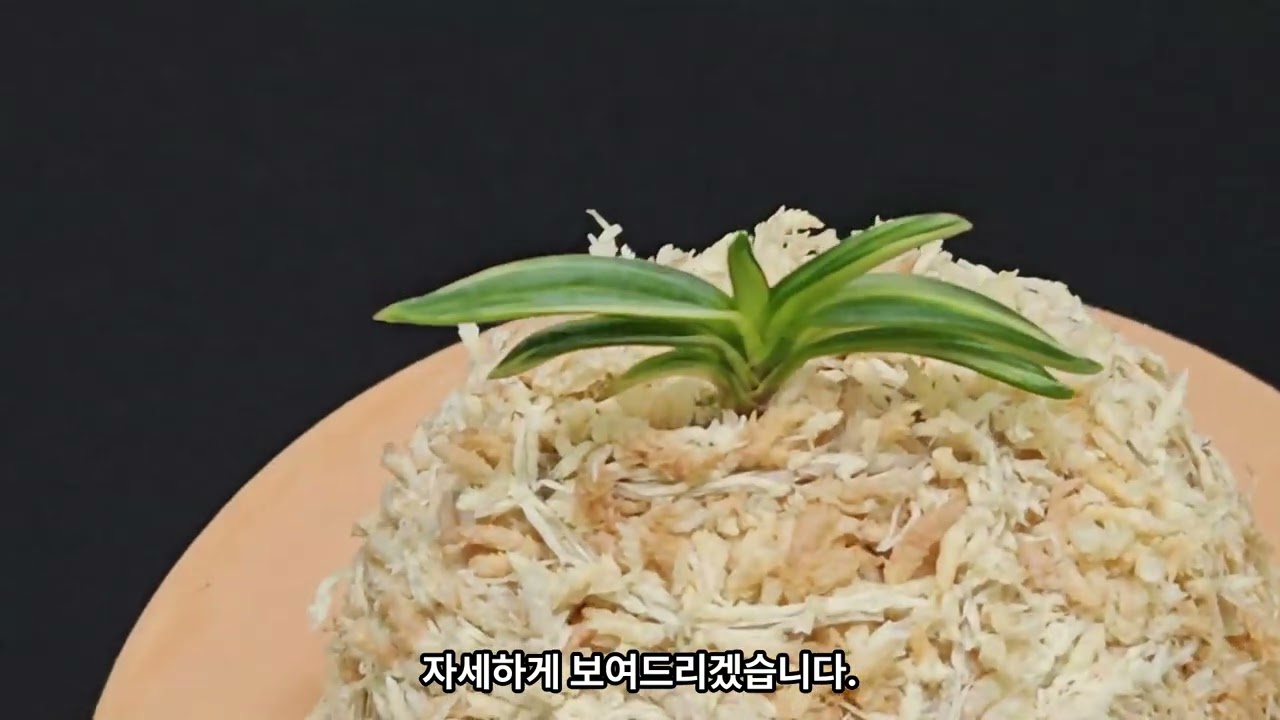2025년 12월 30일 금란정 신상품 등록(3회) #풍란 #풍란판매 #부귀란 #금란정
