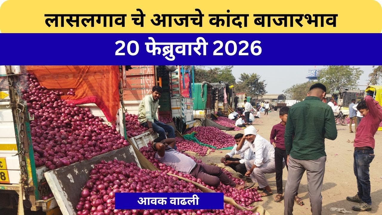 लासलगाव बाजार समिती आजचे कांदा बाजारभाव Lasalgaon Onion Market Rate Today 20 फेब्रुवारी 2026